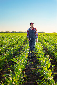 Caucasian middle age farm worker walk along maize stalks in fields sunset time somwhere in Ukraine