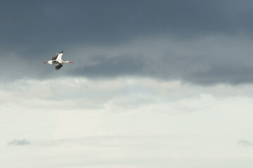 Cigüeña blanca colando en un día nublado.