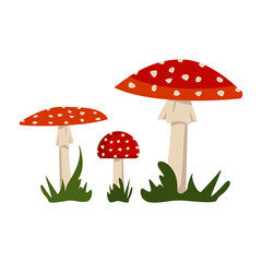 Amanita mushrooms with red caps and white spots.