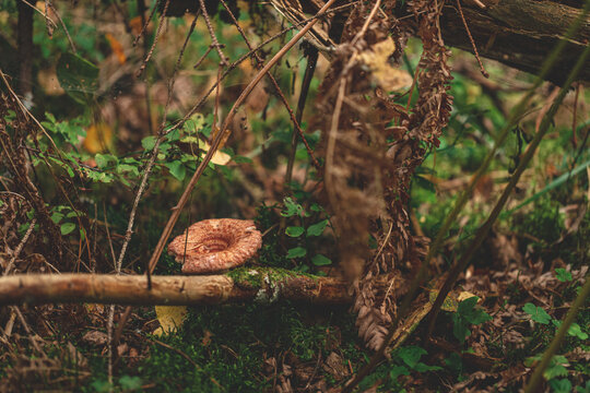 Woolly milkcap or the bearded milkcap mushrooms on autumn forest among dry needles. Lactarius torminosus is edible