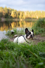 Sentimental moody french bulldog outdoor near the lake camping site