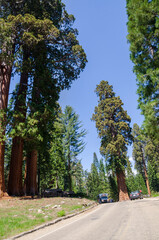 landscape and trees in Sequoia National Park in California in united states of america