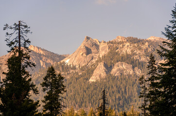 landscape and trees in Sequoia National Park in California in united states of america