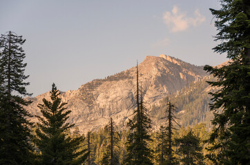 landscape and trees in Sequoia National Park in California in united states of america
