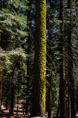 Obraz premium landscape and trees in Sequoia National Park in California in united states of america