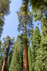 Fototapeta premium landscape and trees in Sequoia National Park in California in united states of america