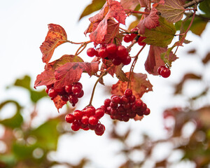 Autumn branch of guelder-rose outdoor blossom herbal