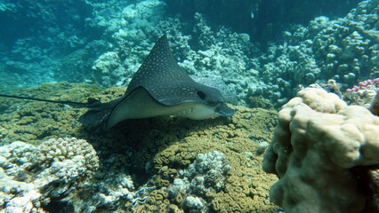 Rays Batoidea. Spotted Eagle Ray. Ordinary spotted orchak. Easily recognizable on white spots on a dark brown back. Reach up to 350 cm long. © Vitalii6447
