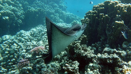 Rays Batoidea. Spotted Eagle Ray. Ordinary spotted orchak. Easily recognizable on white spots on a dark brown back. Reach up to 350 cm long. © Vitalii6447