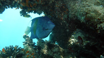 Beautiful fish on the Red Sea reef.

