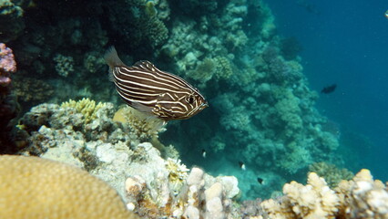 Fish are a type of bony fish Osteichthyes. Family gramistievye. Six-lane grammistes.