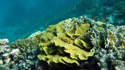Beautiful coral reefs of the Red Sea.


