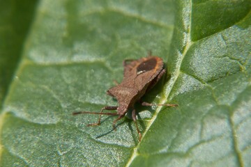 bug on a green leaf