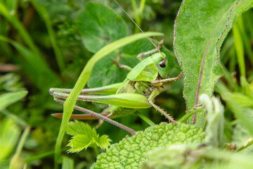 A big green grasshopper hides in the grass. Close-up. An insect in the wild.