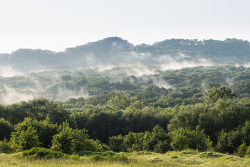 Morning fog rises from the forest. Summer landscape.