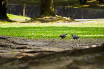 pigeons on the grass