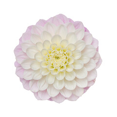 Dahlie Blüte, rosa, weiß, hell. isoliert, freigestellt auf weißem Hintergrund
