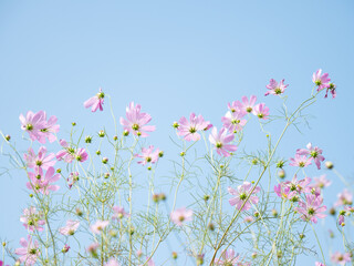 Obraz na płótnie Canvas 秋の青空と淡いピンク色のコスモス