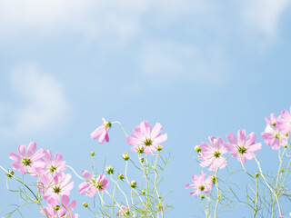 Obraz na płótnie Canvas 秋の青空と淡いピンク色のコスモス