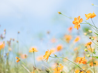 Obraz na płótnie Canvas 淡いキバナコスモスの花