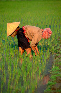 Eingescanntes Diapositiv einer historischen Farbaufnahme einer nicht erkennbaren weiblichen Person bei der Reisernte in einem Reisfeld in Nordvietnam