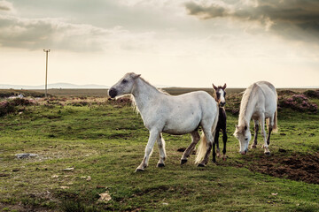 White horses and dark foul in a green field at dusk. Cloudy sky. Equine industry.