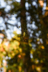 くも　蜘蛛　森　巣