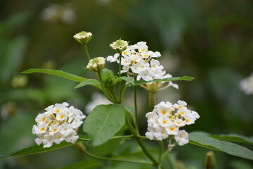 flowers, spread smile