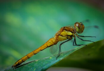Dragonfly on a green leaf