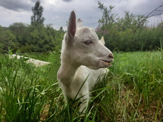 goat in the meadow