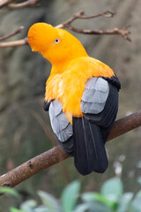 Guianan cock-of-the-rock Rupicola rupicola in close view