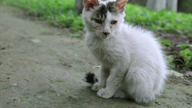 Poor stray cat, slow motion