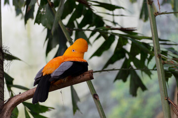 Guianan cock-of-the-rock Rupicola rupicola in close view
