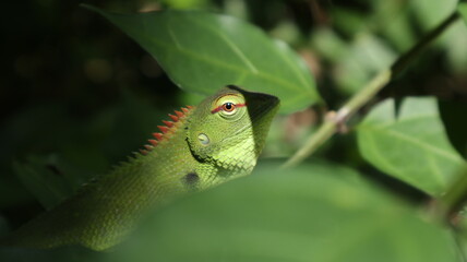 A feared green color common garden lizard face