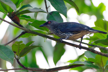 Aplonis panayensis Asian glossy starling in close view