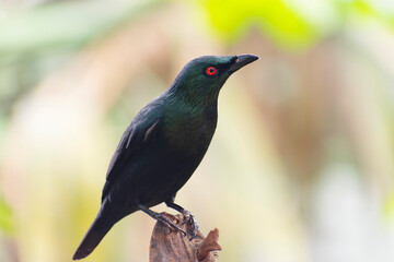 Aplonis panayensis Asian glossy starling in close view
