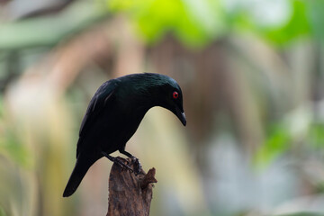 Aplonis panayensis Asian glossy starling in close view