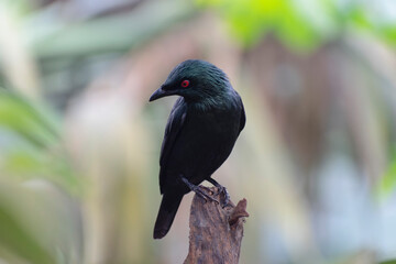 Aplonis panayensis Asian glossy starling in close view