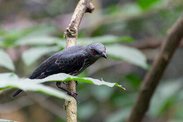 Aplonis panayensis Asian glossy starling in close view