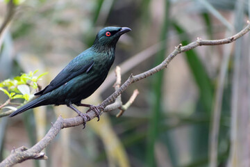 Aplonis panayensis Asian glossy starling in close view