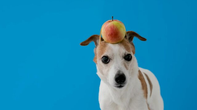Cute funny Jack Russell Terrier dog with whole fresh yellow apple attached with elastic on head looking at camera against blue background