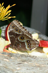 close up view of butterfly eating fruit