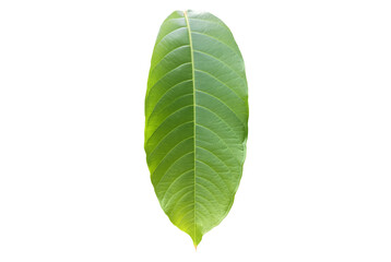 Isolated green leaves of queen crepe myrtle on white background with clipping paths.