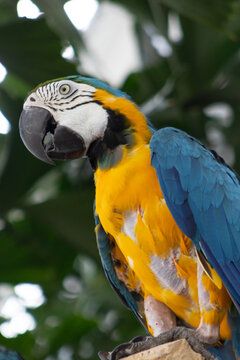 photo of yellow and blue ara parrot on tree branch