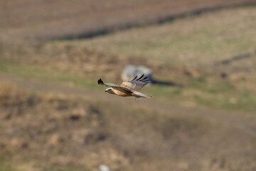Side profile of a long-legged hawk (Buteo rufinus) flying with wings wide open