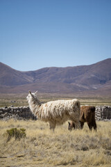 Beautiful shot of llamas, alpacas and vicunas in a field during the day