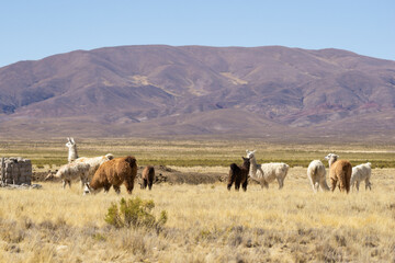 Beautiful shot of llamas, alpacas and vicunas in a field during the day