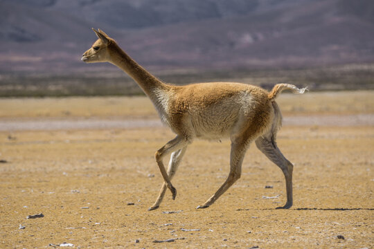 Closeup shot of a vicuna in a field looking at the camera during the day