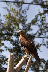 photo of hawk on tree branch