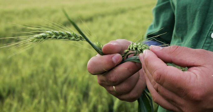 Close up of farmer hands examining wheat crop in field.